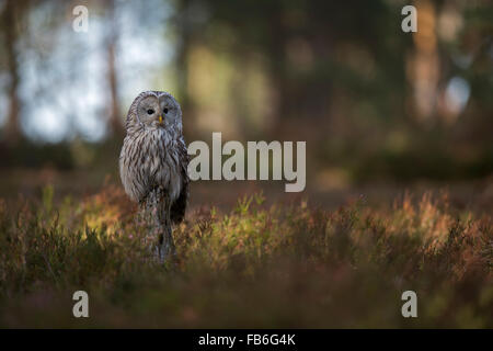 Chouette de l'Oural / Habichtskauz ( Strix uralensis ) perché sur une souche d'arbre sur une clairière, entourée de broussailles et de forêts boréales. Banque D'Images