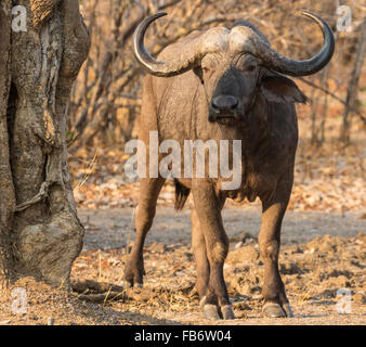 Un solitaire ou d'Afrique buffle (Syncerus caffer) debout et regardant la caméra. South Luangwa National Park, Zambie. Banque D'Images