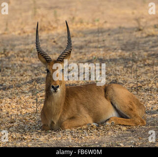 Un mâle solitaire (antilope puku Kobus vardonii), couché et en face de la caméra. South Luangwa National Park, Zambie, Afrique. Banque D'Images