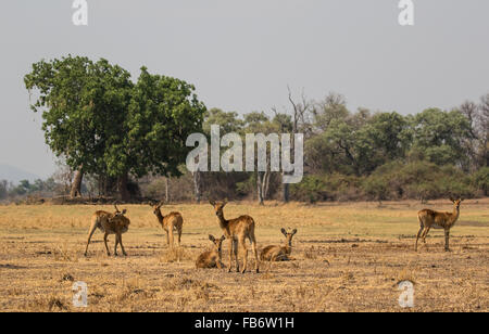 Un petit groupe de femmes de l'antilope puku Kobus vardonii (pâturage) et reposant sur une plaine sèche. South Luangwa National Park, Zambie. Banque D'Images