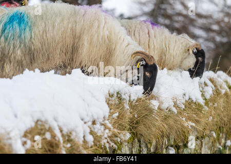 Moutons Blackface sur mur d'Hadrien, près de Fort de Housesteads dans la neige, Parc National de Northumberland, Angleterre Banque D'Images