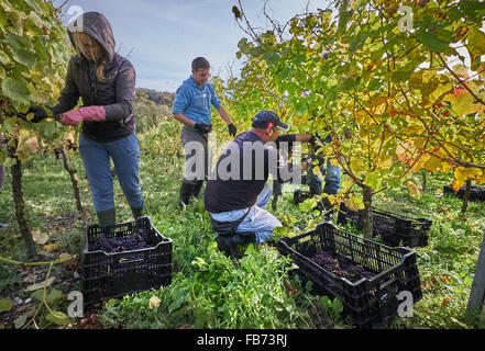 Vendangeurs dans un vignoble Banque D'Images