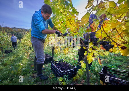 La récolte de raisin rouge vigneron dans un vignoble Banque D'Images