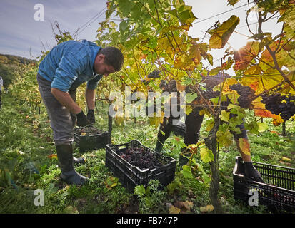 La récolte de raisin rouge vigneron dans un vignoble Banque D'Images