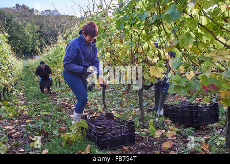 La récolte de raisin rouge vigneron dans un vignoble Banque D'Images