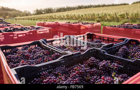 Vendanges à Wiston Vineyard, Sussex Banque D'Images