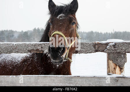 Portrait de bay horse paddock en hiver Banque D'Images