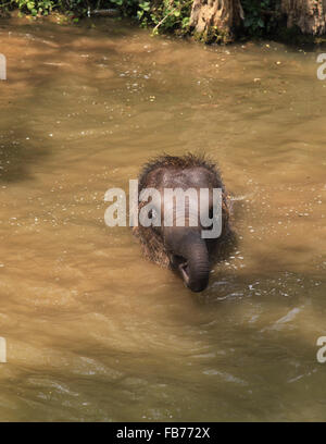 Bébé éléphant baignant dans une rivière. Cet éléphant a été dirigé dans la rivière par le gestionnaire et qu'autour et apprécié Banque D'Images