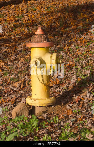 Un jaune vif coloré avec une orange d'incendie haut assis dans une cour de feuilles d'automne Banque D'Images