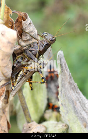 Les sauterelles dans l'Asclépiade incarnate Banque D'Images