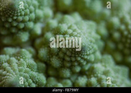 Close-up de chou-fleur Romanesco Banque D'Images