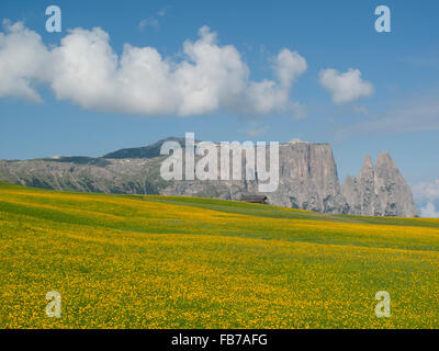 Le pissenlit prairie en face de l'Schlern Banque D'Images