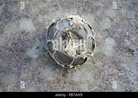 Close-up of porté ballon de soccer sur fond gris Banque D'Images