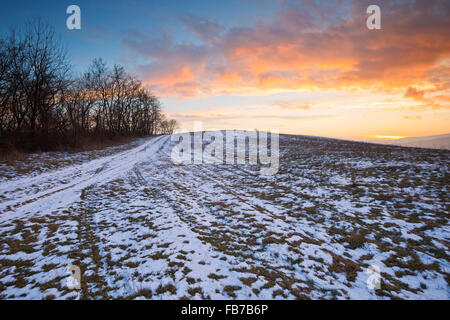 Les champs d'hiver dans le paysage rural du sud de la Slovaquie. Banque D'Images