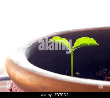 Jeune plante en pot. Un close up Banque D'Images