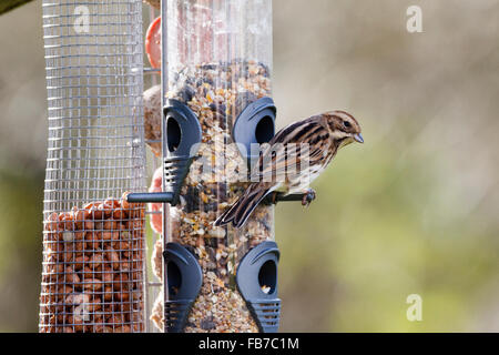 Femme (Emberiza schoeniclus Reed) perché sur une mangeoire dans l'East Sussex, England, UK Banque D'Images