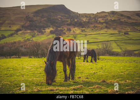 Chevaux broutant dans les champs Banque D'Images