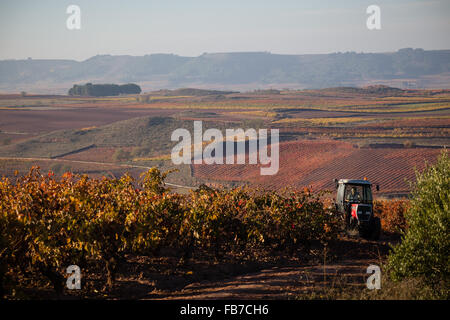 7/11/15 agriculteur de vignes entre Cordovín & Nájera, La Rioja, Espagne Banque D'Images