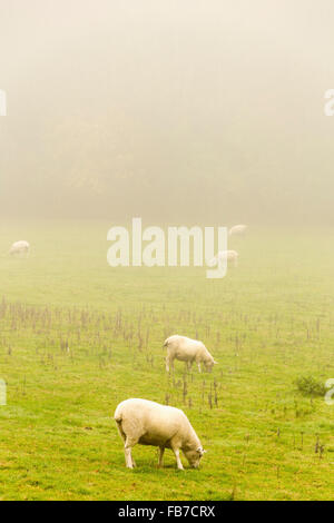 Des moutons paissant sur les champs en temps de brouillard Banque D'Images