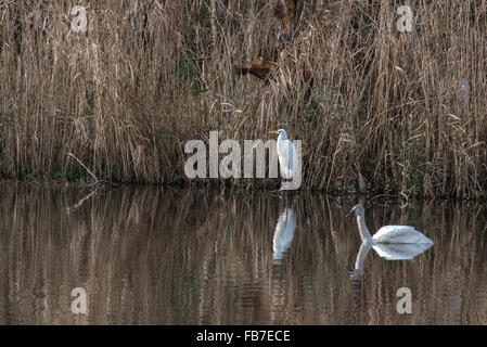 Great Egret et Tundra Swan à la réserve naturelle du lac Mattumkeet en février Banque D'Images