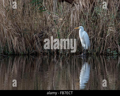 Great White Egret at Waters Edge at Lake Mattumkeet Wildlife refuge #1 Banque D'Images