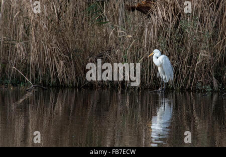 Great White Egret debout à Waters Edge #2 tôt le matin à la réserve naturelle de Lake Mattumkeet Banque D'Images