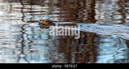 Beaver Swimming tôt le matin à la réserve naturelle de Lake Mattumkeet février #2 Banque D'Images