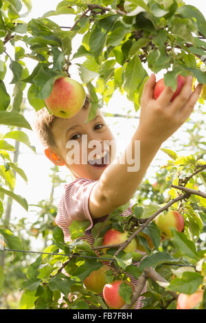 Portrait of happy boy picking de apple tree Banque D'Images