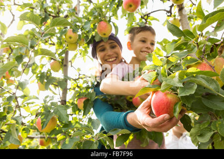 Heureuse mère et fils la cueillette des pommes Au verger Banque D'Images