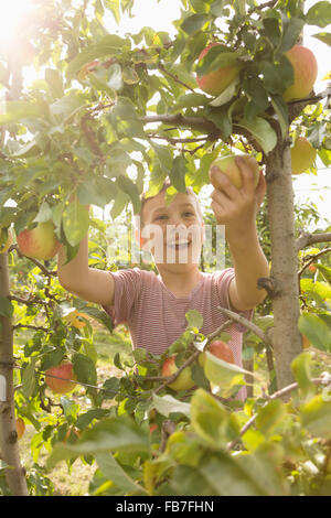 Happy boy picking de apple tree Banque D'Images