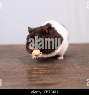 Noir et blanc manger un hamster syrien de cajou Banque D'Images