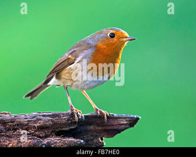 European robin perché sur log Banque D'Images