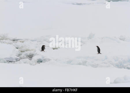 Paire de manchots sur la banquise antarctique. Banque D'Images