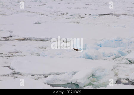 Phoque de Weddell sur glace flottent dans domaine de la banquise dans l'Antarctique. Banque D'Images