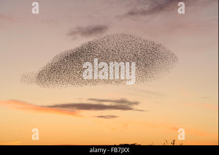 Troupeau de Starling (Sturnus vulgaris) au coucher du soleil, le regroupement dans le ciel provoquée par la présence de prédateurs, avec coucher de soleil rose couleurs, Banque D'Images