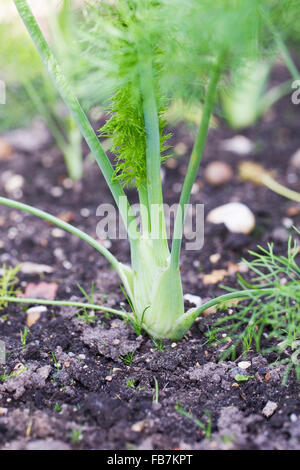 Foeniculum vulgare. Le fenouil 'Sirio' poussant dans un jardin potager. Banque D'Images