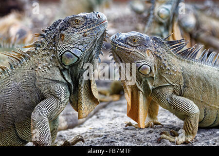 L'iguane vert (Iguana iguana), également connu sous le nom de l'iguane commun ou iguane américains au Costa Rica. photo par Trevor Collens. Banque D'Images