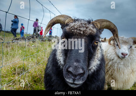 Les moutons et les gens en Islande Banque D'Images