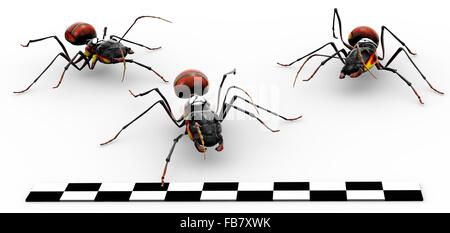 Trois fourmis de feu de franchir la ligne d'arrivée. Banque D'Images