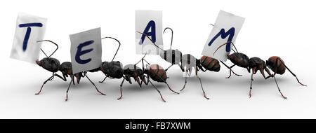 Quatre fourmis transportant des fragments de papier, chacun avec une lettre qui explique clairement le mot "team". Bons concepts pour efforts organisés. Banque D'Images