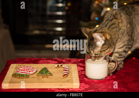 Chat de Noël Banque D'Images