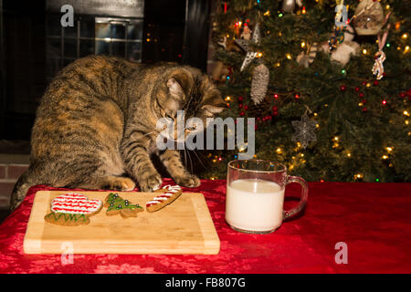 Chat de Noël Banque D'Images