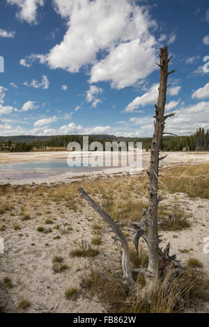 L'interdiction de paysage piscine chromatique hot springs et arbre mort sous un ciel bleu ensoleillé dans la partie supérieure du bassin du geyser de Yellowstone Banque D'Images