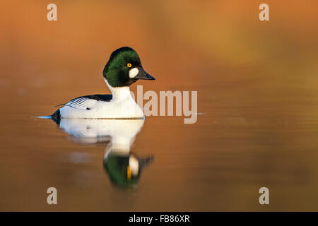 Le garrot à œil d'or (Bucephala clangula) dans l'eau, homme, au milieu de la Réserve de biosphère de l'Elbe, Saxe-Anhalt, Allemagne Banque D'Images