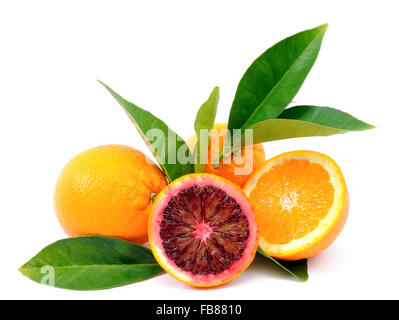 Les oranges récoltées dans une culture biologique, photographiés sur fond blanc Banque D'Images