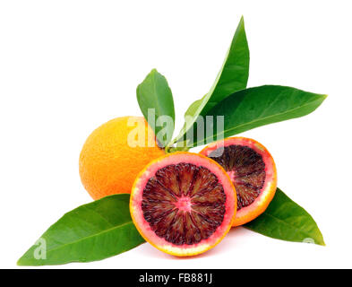 Les oranges récoltées dans une culture biologique, photographiés sur fond blanc Banque D'Images