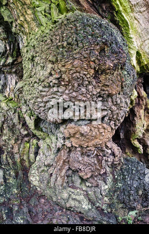 Croft Castle, Herefordshire, Angleterre. Un grand burr (bur ou burl) poussant sur le tronc d'un vieil arbre châtaignier (Castanea sativa) Banque D'Images