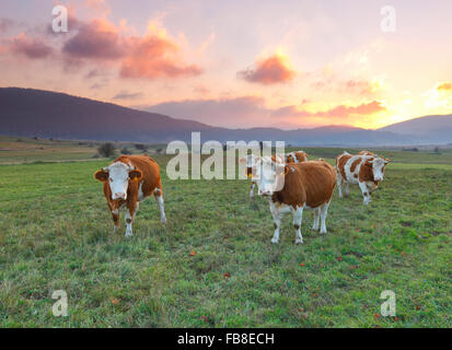 Les vaches sur la prairie au coucher du soleil Banque D'Images