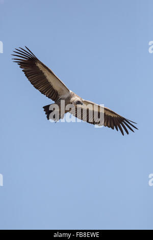 Un vautour au Zimbabwe Banque D'Images