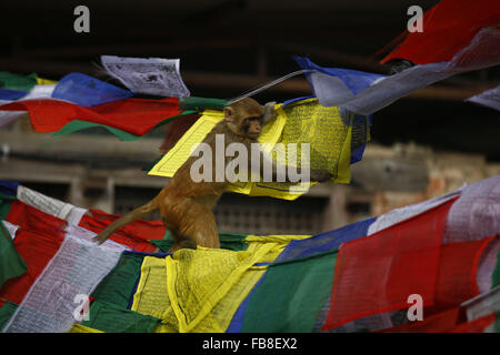 Katmandou, Népal. 12 Jan, 2016. Un singe passe à l'intérieur de drapeaux de prière le Swayambhunath Stupa locaux à Katmandou, Népal, le mardi 12 janvier, 16. Swayambhunath est aussi connu sous le nom de Monkey Temple comme il y a des singes saint vivant dans la partie nord-ouest du temple. Il a été inscrit dans la liste de monument du patrimoine mondial de l'en 1979. © Skanda Gautam/ZUMA/Alamy Fil Live News Banque D'Images